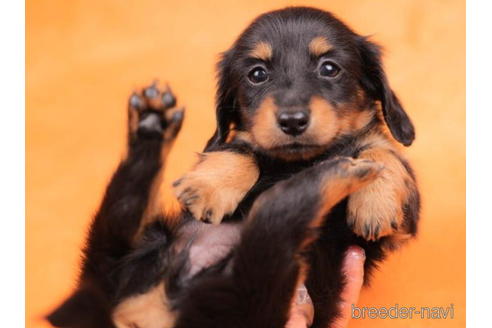 成約済の東京都のカニンヘンダックスフンド(ロングヘアード)-203751の3枚目